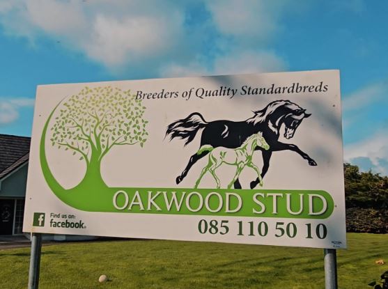 Irish-Bred Yearlings set for OnGait debut September 16