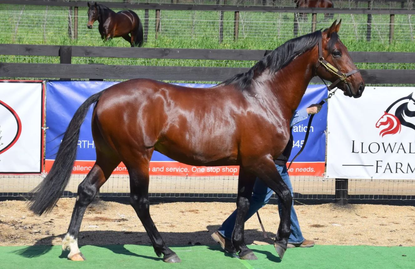 The Complete Stallion Package – Pedigree, performance and progeny