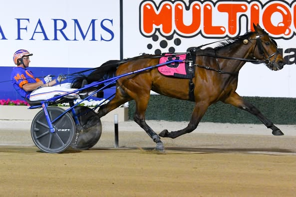 Sheetweb Weaver shocks his fancied rivals in Menangle Trotters Cup