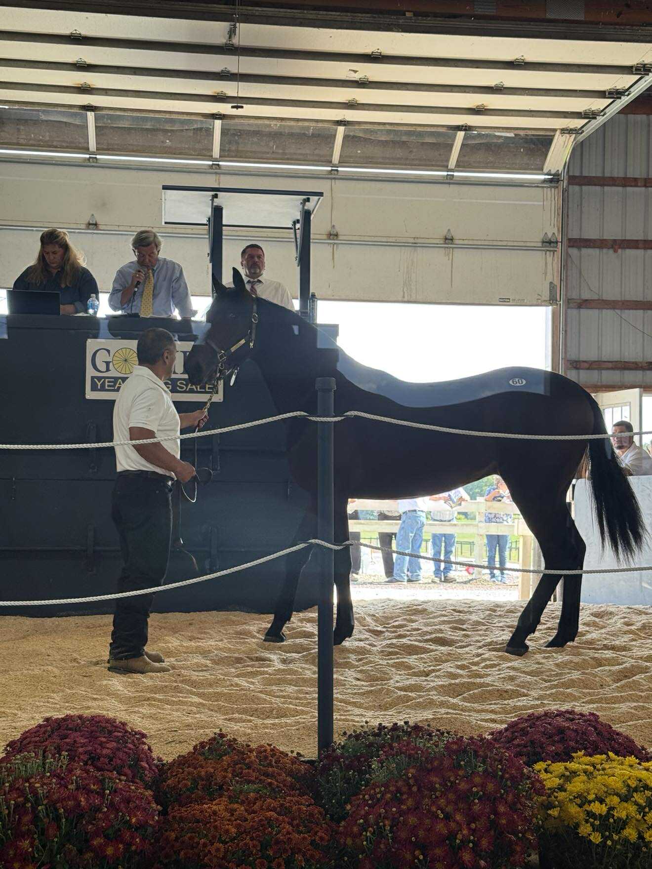 $75,000 Captain Corey colt tops Goshen Yearling Sale