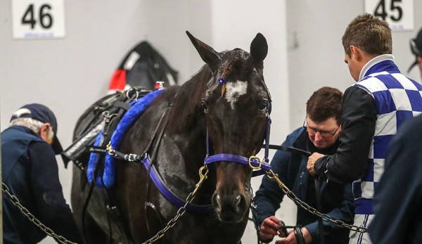 Telfers chasing a NZ record winning tally