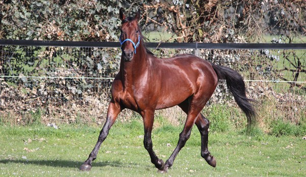 US Captain the latest stallion addition at Wai Eyre Farm