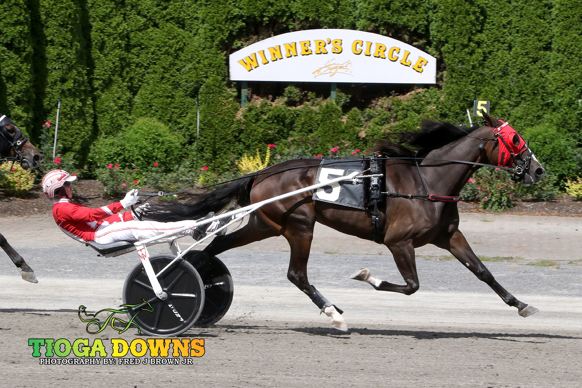 Whiskey Lou all business in easy Trot win