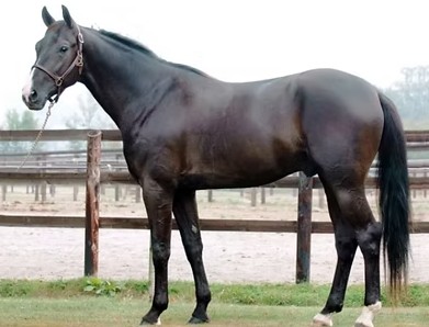 Frozen semen sires shine brightly ‘down under’