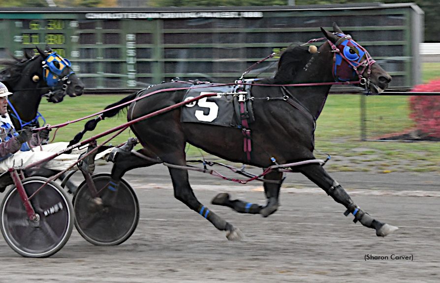 Bee Two Bee the one to beat