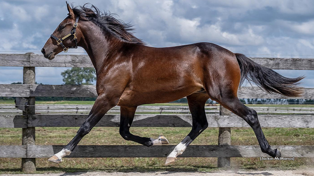 Muscle Mass colt tops London Classic Yearling Sale opener