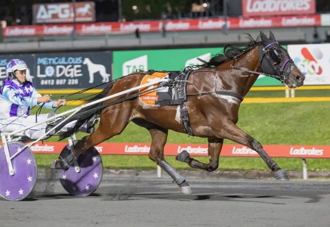 Gus – Suddenly, Queensland’s greatest ever trotter