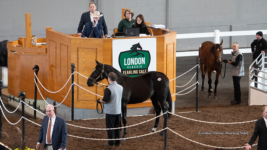 London Classic Yearling continues live