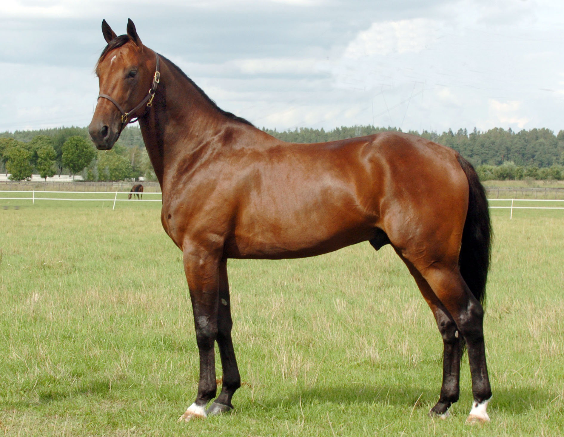 Swedish trotting giants join Aldebaran Park