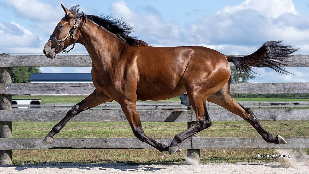 Roca tops 2025 London Classic Yearling Sale