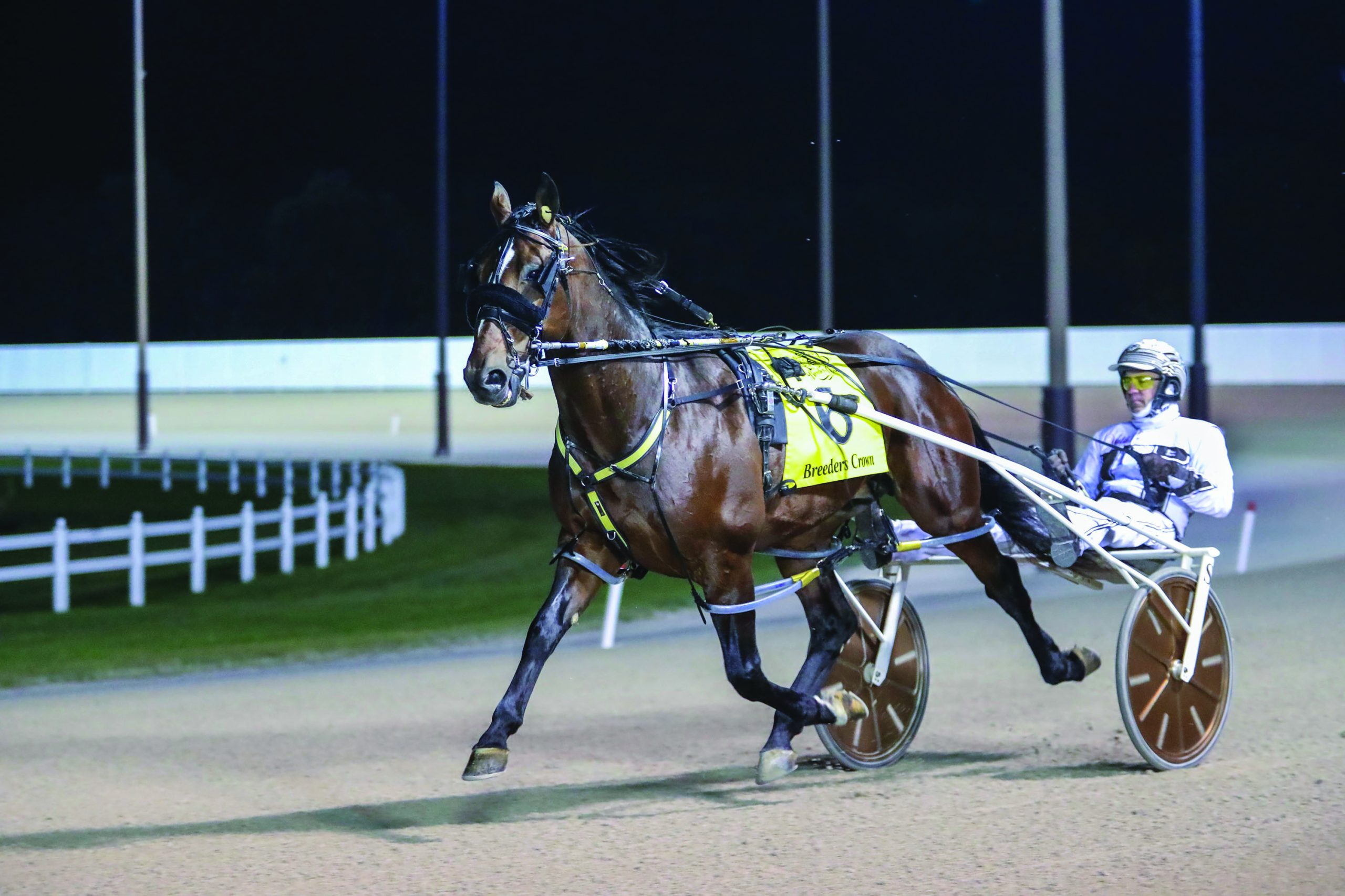 Red-letter week for Tasmanian breeder