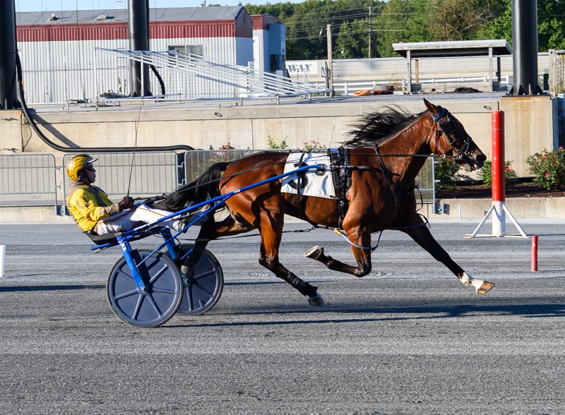 Thiskissformaryell fastest of DSBF Trotters