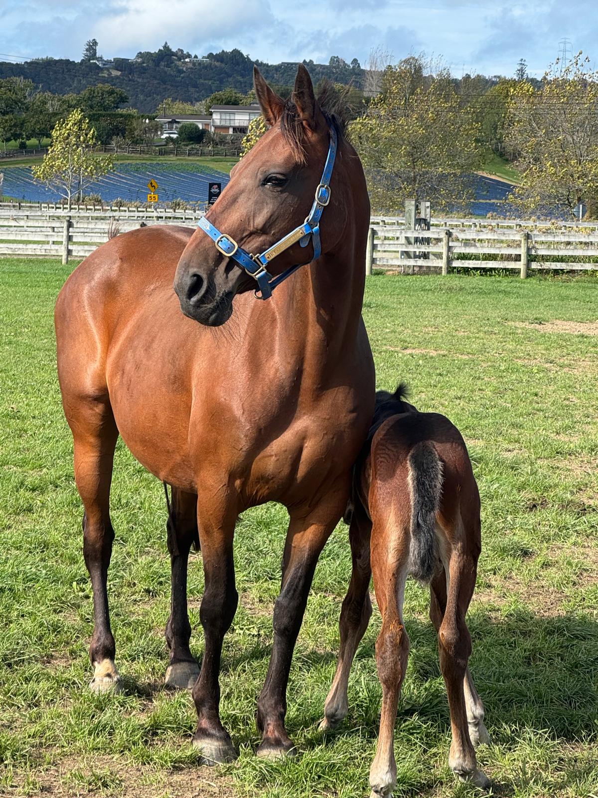 Full sister to Always B Miki now in Auckland