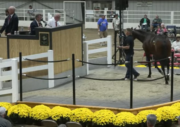 Buckeye Classic Yearling Sale live