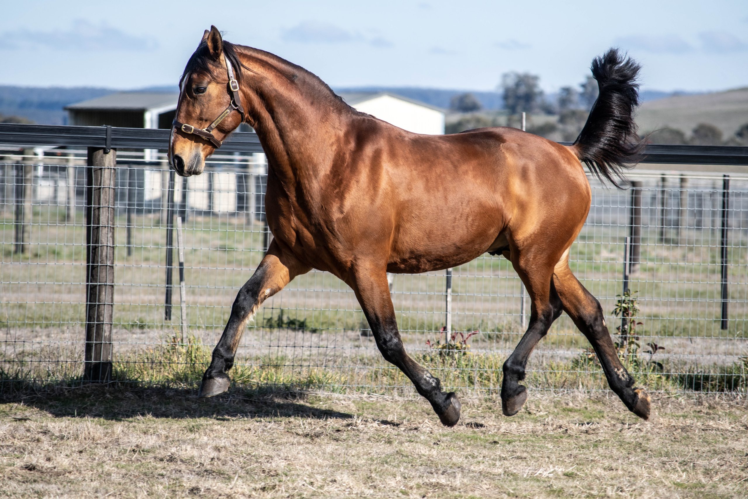 SA Square Trotters Stallion tender