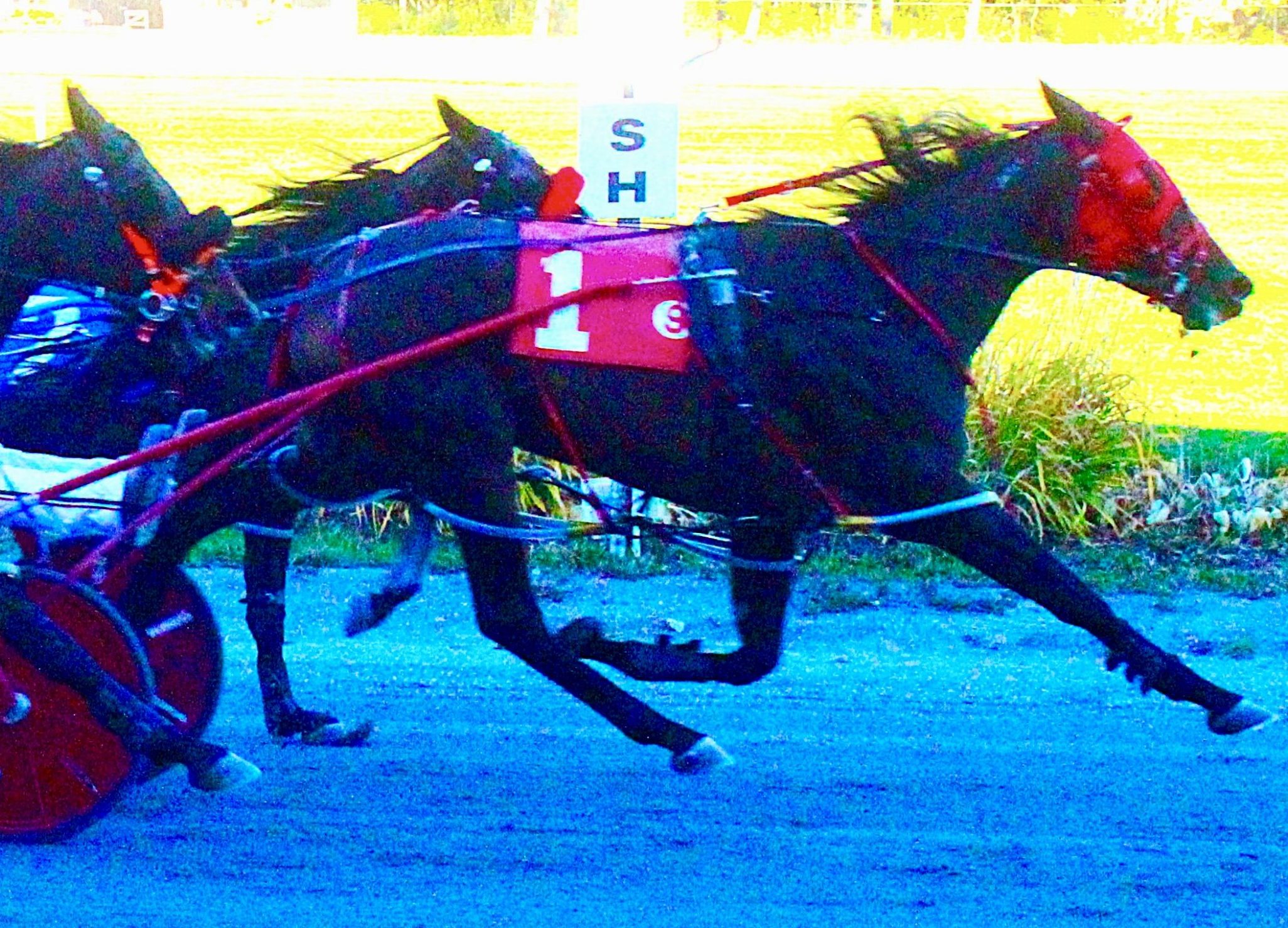 Fifth consecutive win for daughter of Lather Up