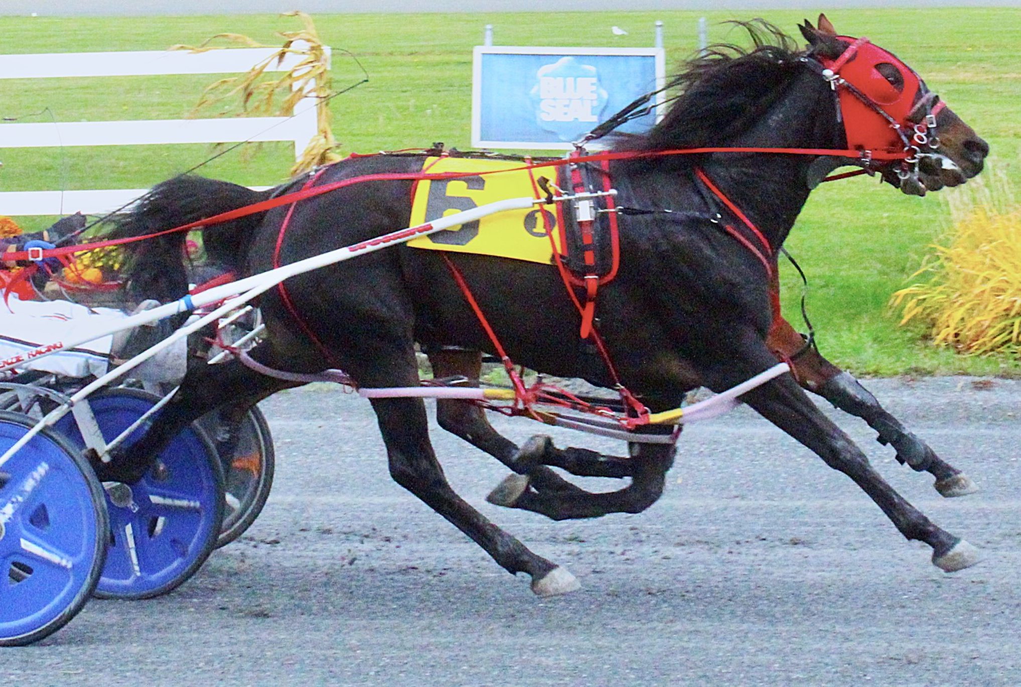 Five-win haul for Switzer Jr