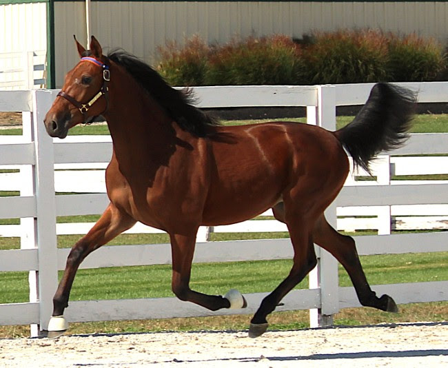 Videos now available for Harrisburg sale