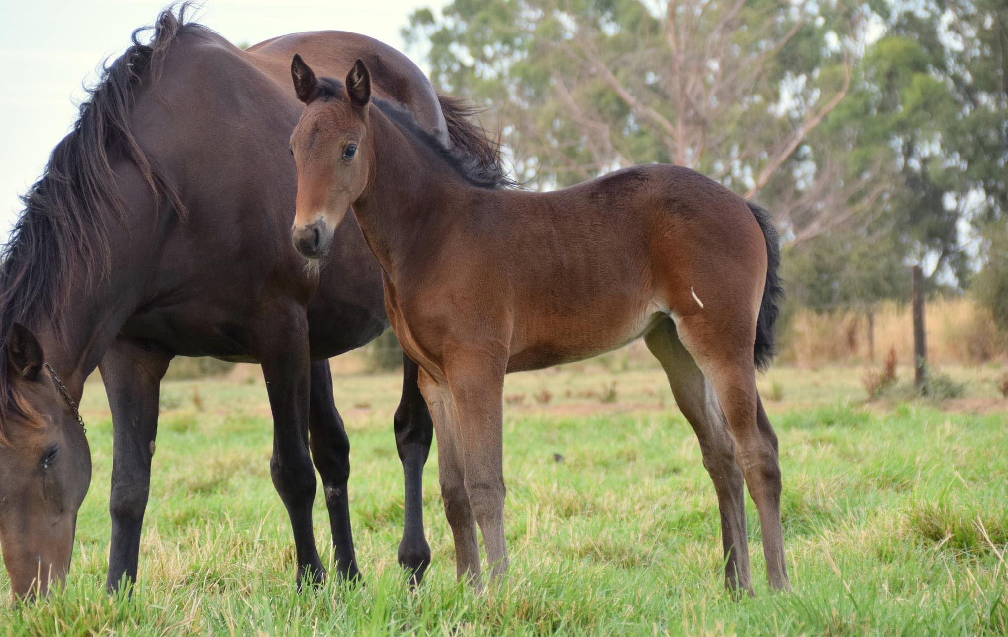 Breeders to benefit as Vicbred bonus allocations shift
