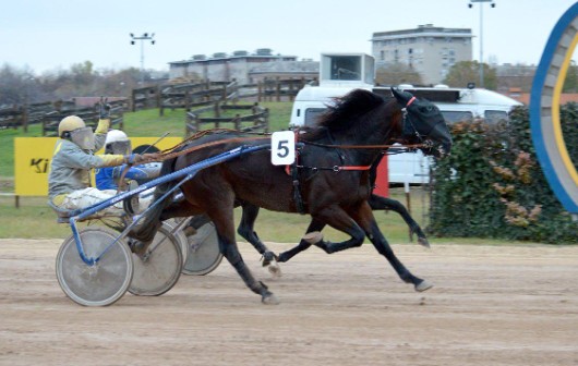 Journey Boko offspring victorious