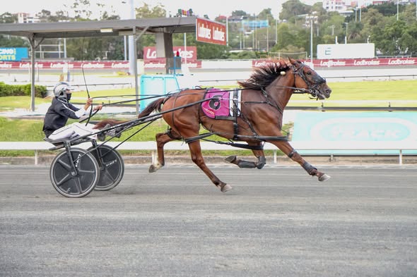 Dixon’s stranglehold on Ladbrokes three year old Final