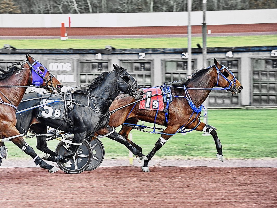 Lyons Music stuns at 52-1 in Winter Is Coming final