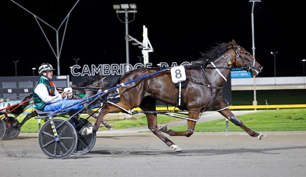 Mantra Blue hangs up the hopples — Breeding barn beckons