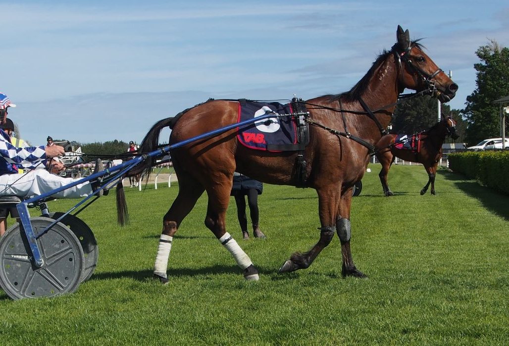 Hoffman rejuvenates aged trotter