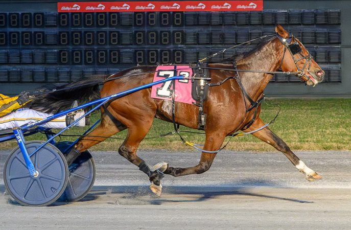 Thiskissformaryell dominates DSBF opener