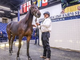 Walner filly tops opening session selling for $725,000