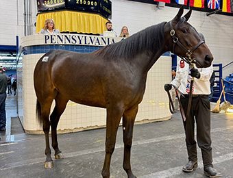 Dance Of Victory tops Standardbred Horse Sale second session