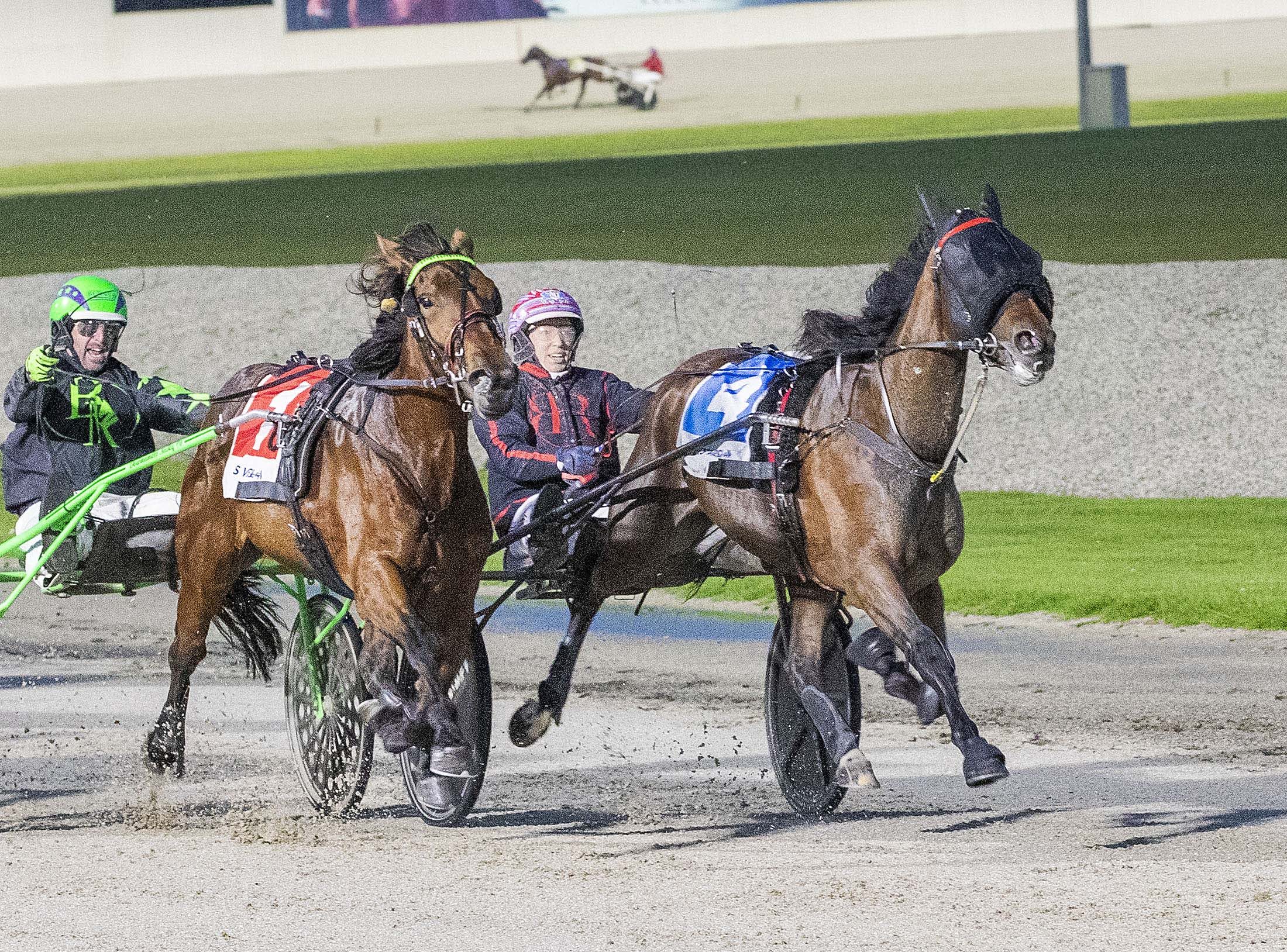 The Crown fits for Pastor Stephen filly