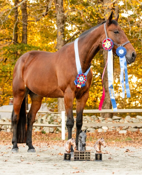 Homicide Hunter show ring king (PGriffin Photography)