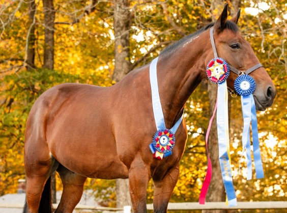 World record trotter tops the national show ring rankings
