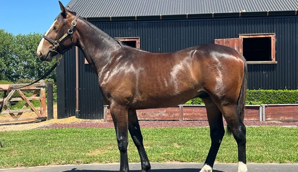 Pacemakers set for debut at 2026 NZB Sales