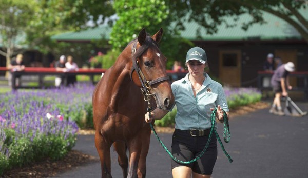 Scheffler tees off today at Timaru
