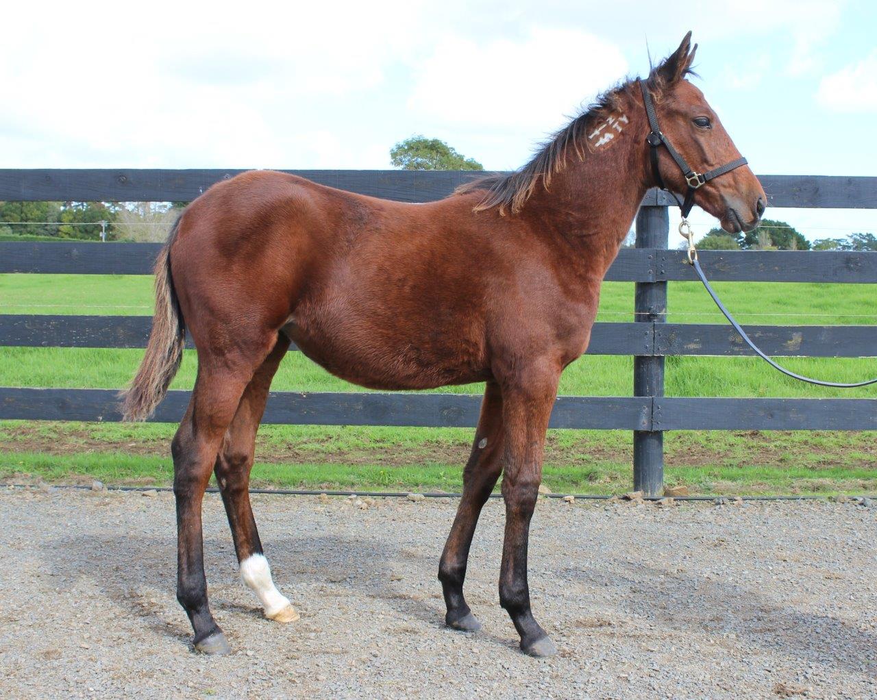 Yearling catalogue updates after sibling group wins