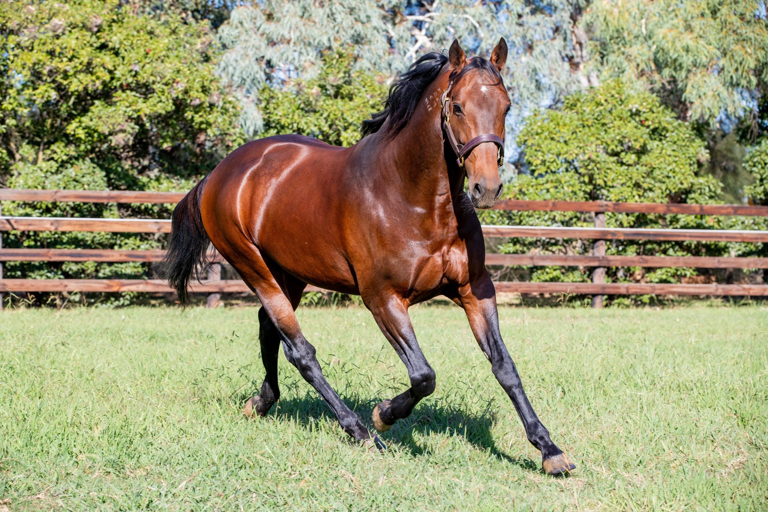 First season sires making their mark in 2025