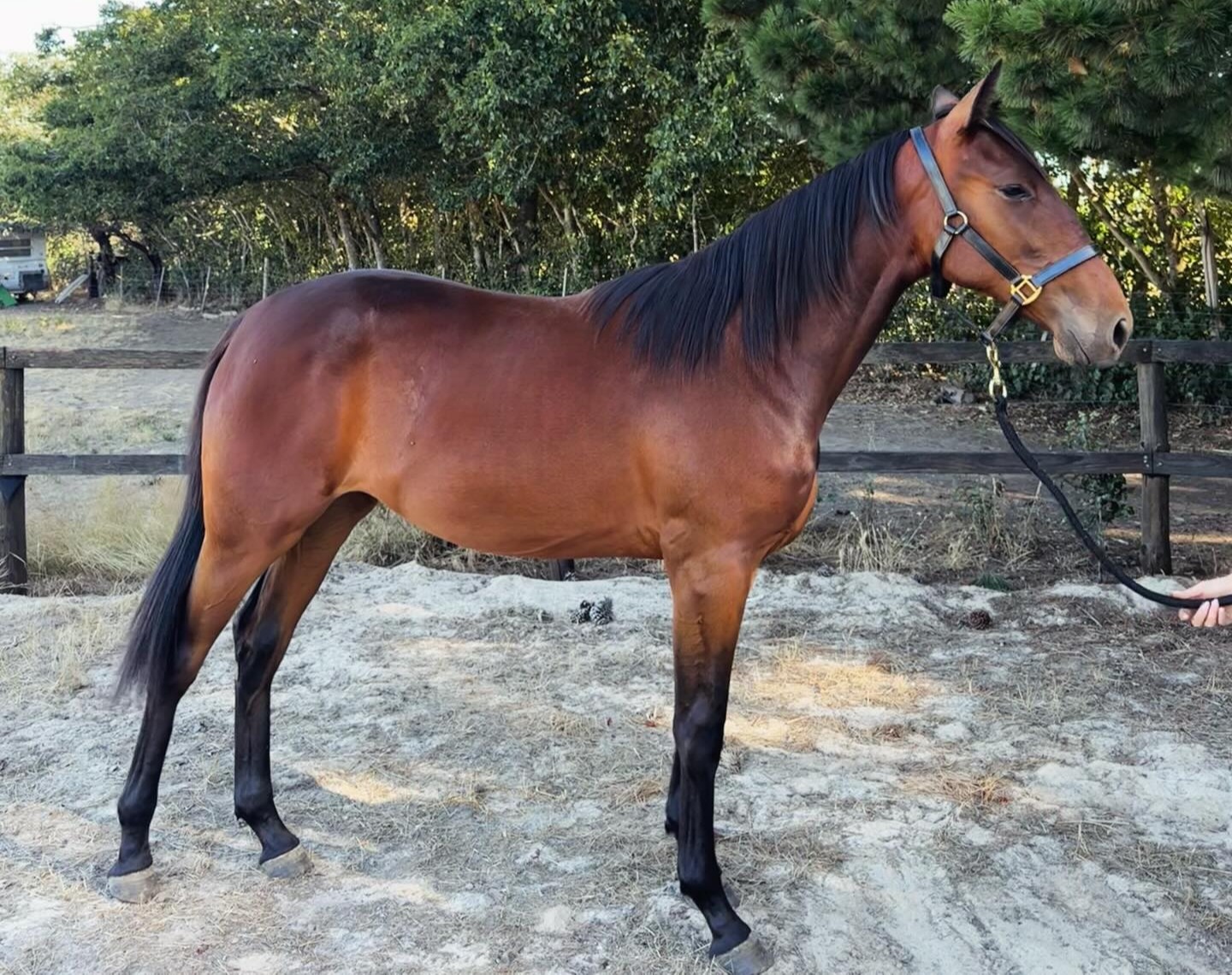 Regally bred filly being offered to aid charity