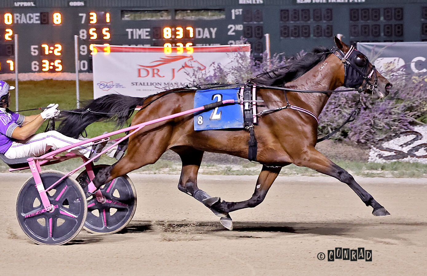 Jurassic Hattie named Ohio Aged Mare Trotter of the Year