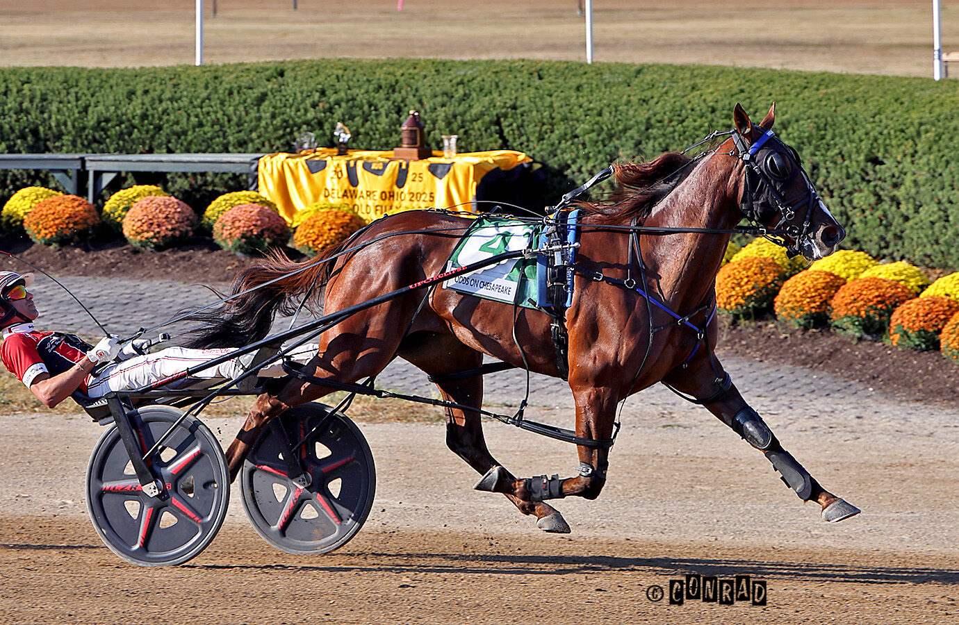 Odds On Chesapeake named Ohio 3YO Pacing Filly of the Year