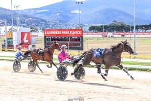 Triedtotellya – Tasmania’s next mainland hero