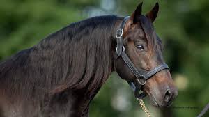 Bettor’s Wish inducted into Living Horse Hall of Fame