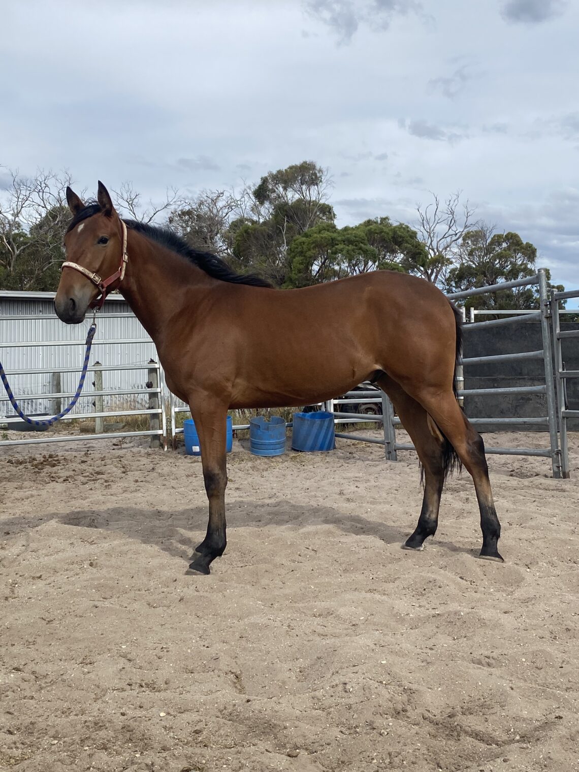 The first of three pix for Tasmanian yearling sale article