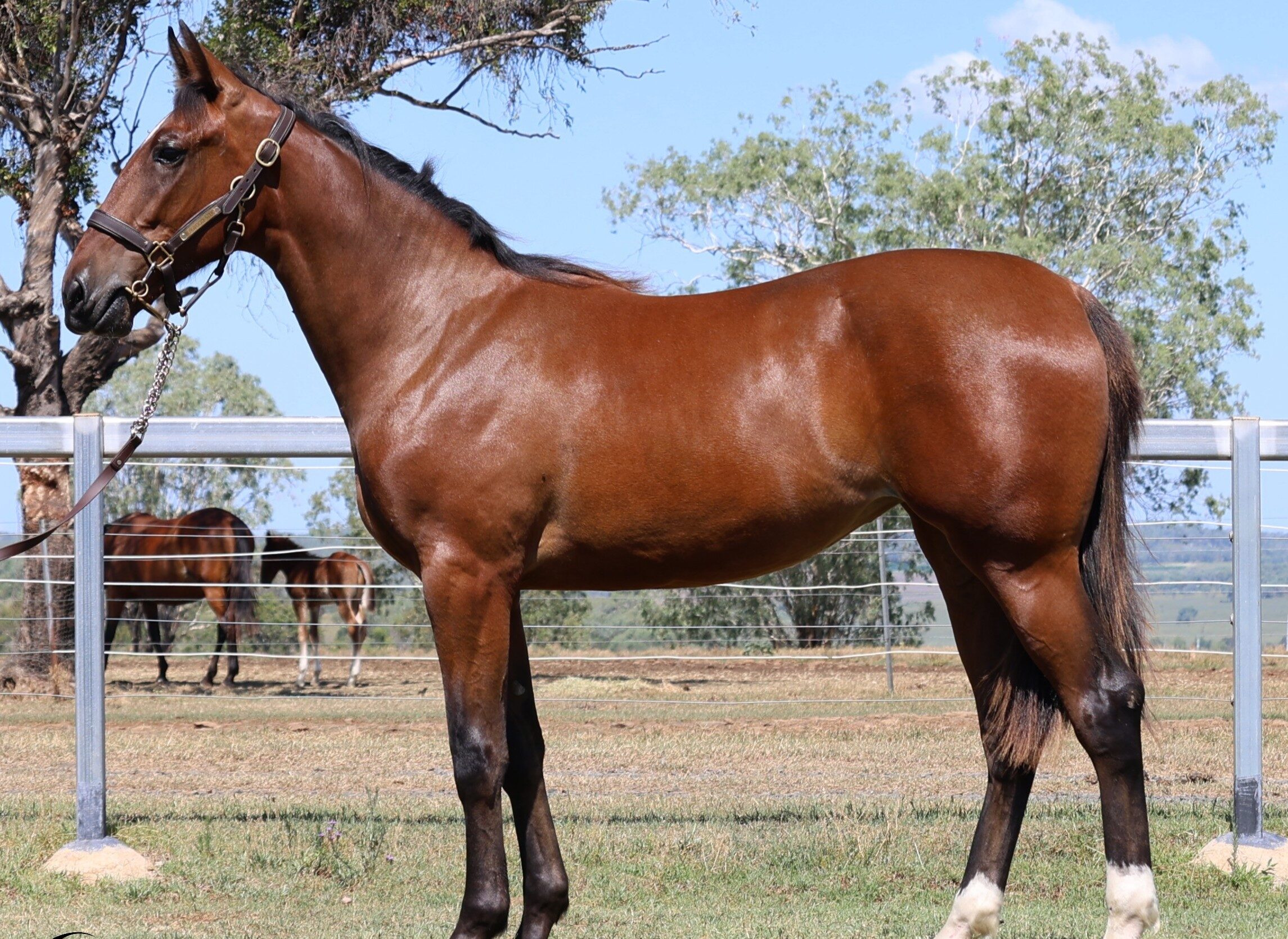 Bruce makes breeding debut at APG Ipswich sale