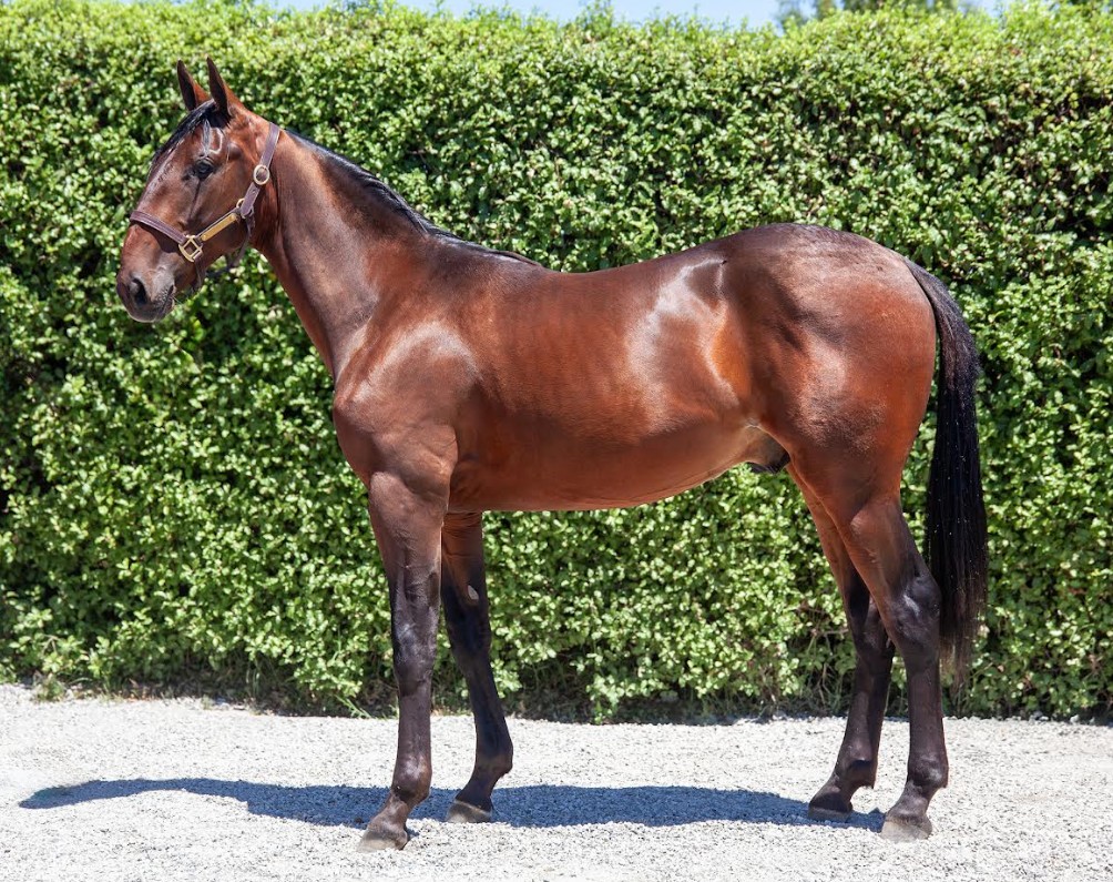 Lot 174 Bettor’s Delight-Farady Hanover USA colt