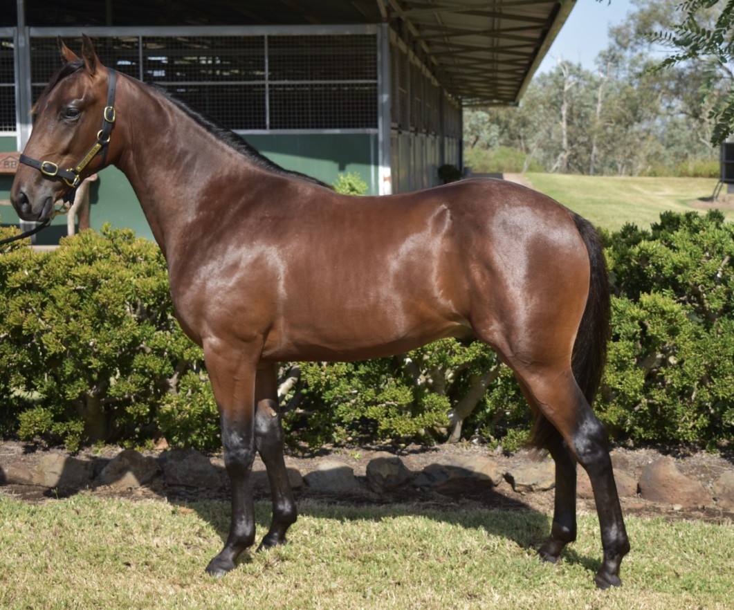 Lot 2 - Sire: Ohoka Punter NZ | Dam: Leander