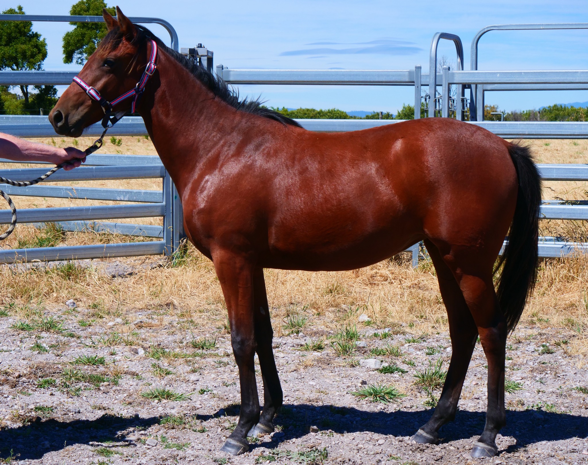 Barooga brand returns to Tassie Sale with two well related Yearlings