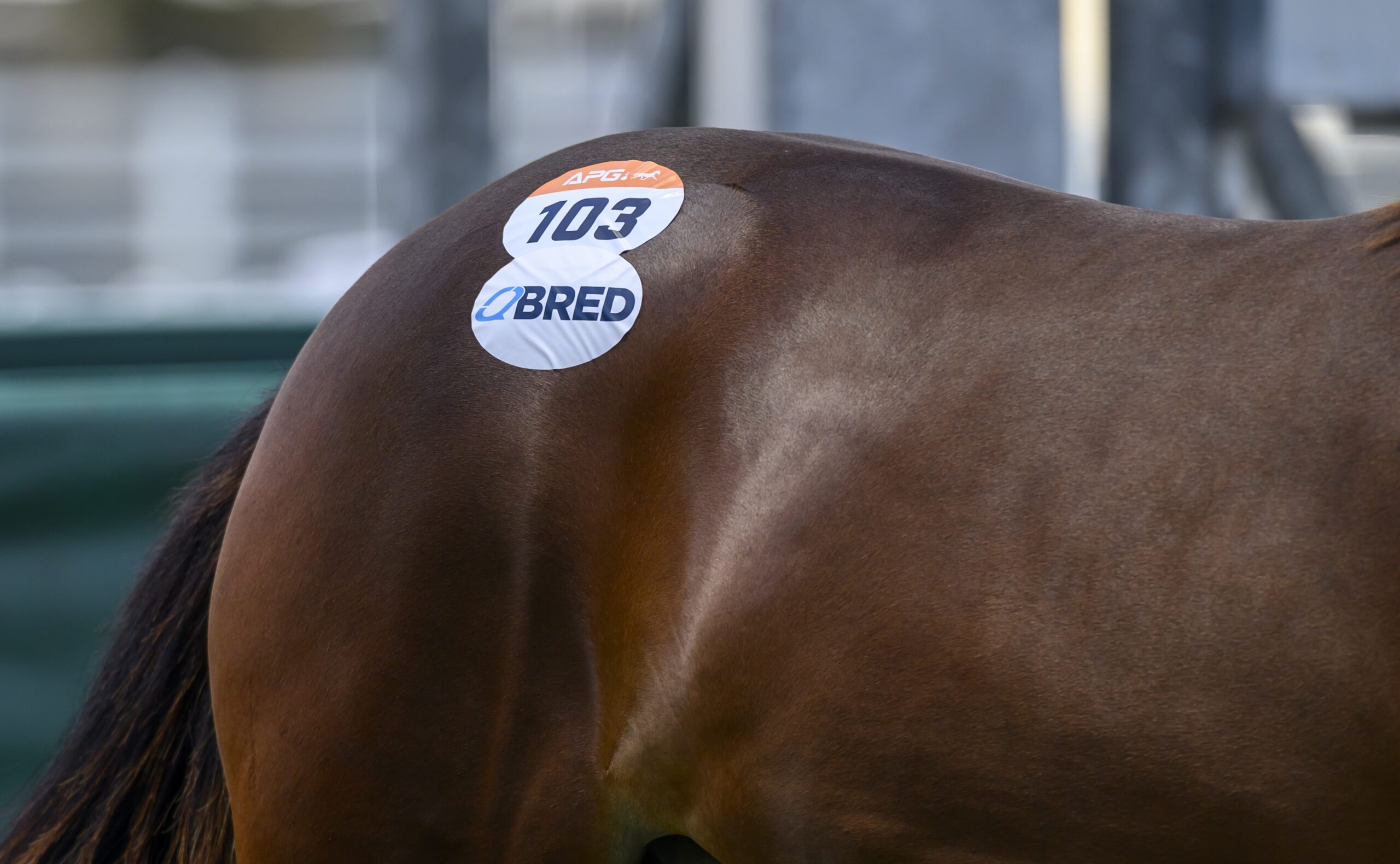 Extra incentives on offer at APG Ipswich Yearling Sale