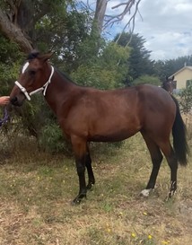 Rock N Roll Heaven-Bettor’s Beach Babe filly